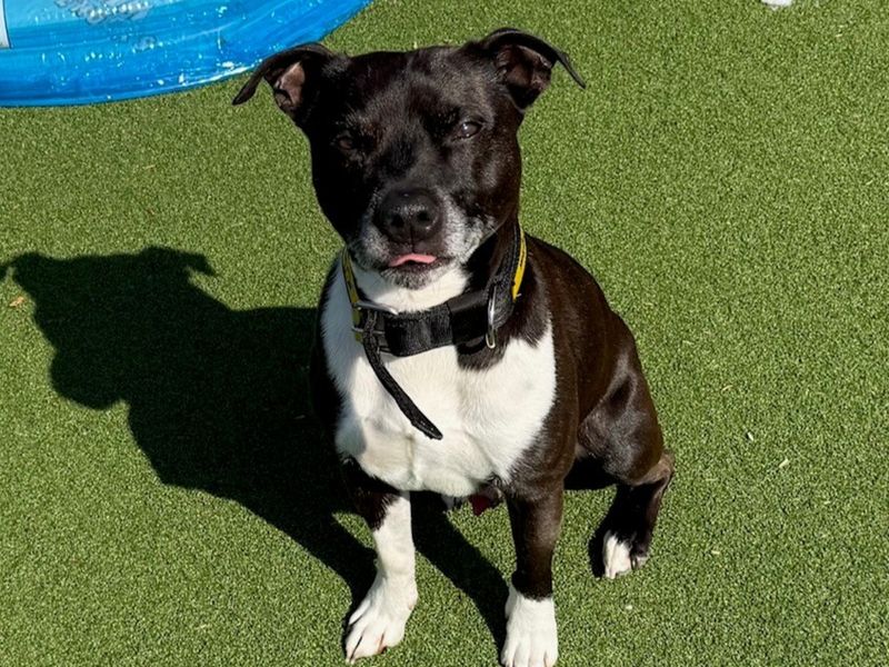 undefined | Terrier (Staffordshire Bull) Cross | undefined - 2
