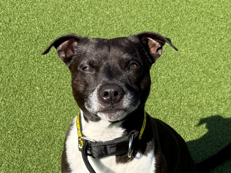 undefined | Terrier (Staffordshire Bull) Cross | undefined - 3