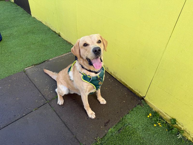 undefined | Retriever (Labrador) | undefined - 1