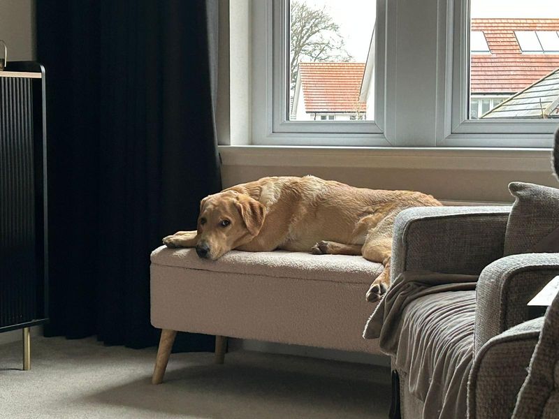 undefined | Retriever (Labrador) | undefined - 8