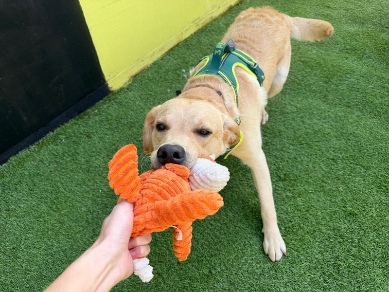 undefined | Retriever (Labrador) | undefined - 5