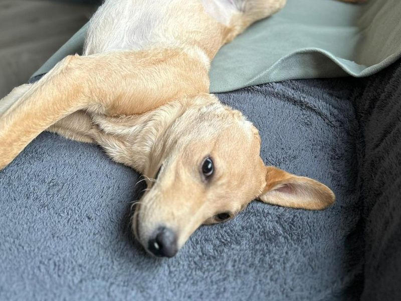 undefined | Retriever (Labrador) | undefined - 7