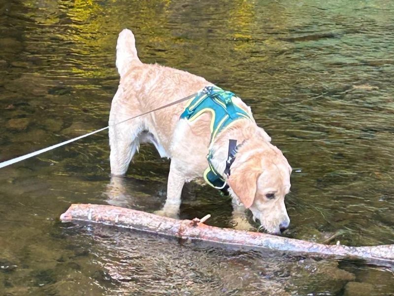 undefined | Retriever (Labrador) | undefined - 3