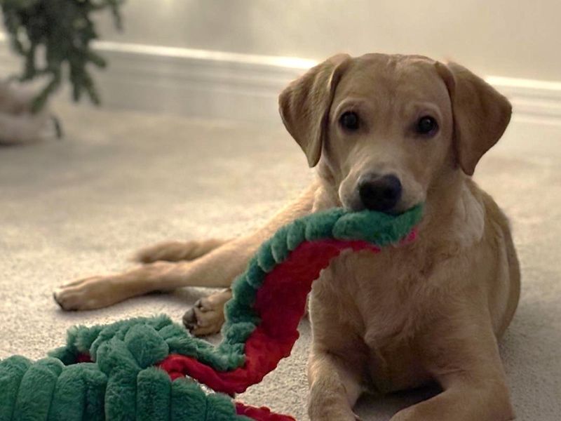 undefined | Retriever (Labrador) | undefined - 6