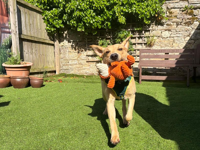 undefined | Retriever (Labrador) | undefined - 9