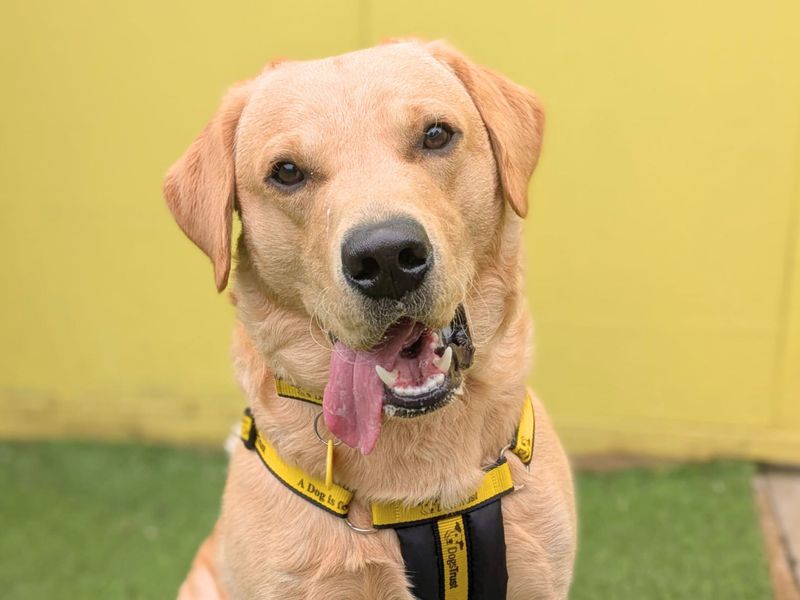 Dexter | Retriever (Labrador) | West Calder (Edinburgh) - 1