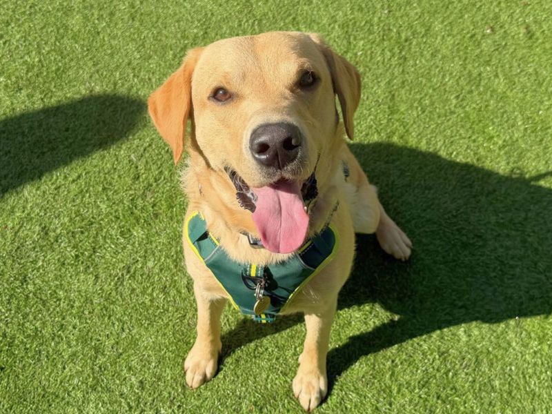 Dexter | Retriever (Labrador) | West Calder (Edinburgh) - 9