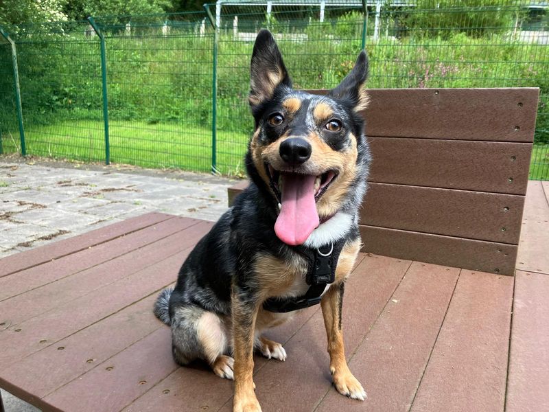 Border Collie Dogs And Puppies For Adoption