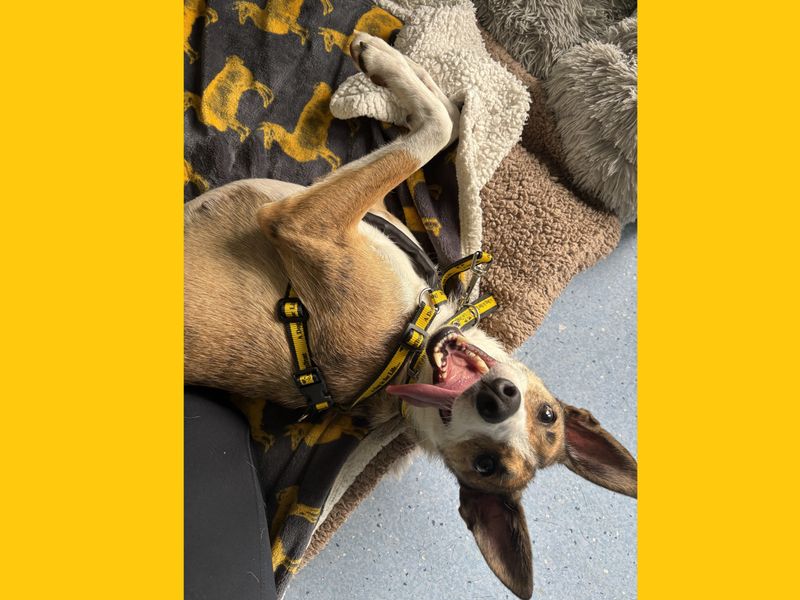 Little Gem | Whippet | Ballymena (Northern Ireland) - 2