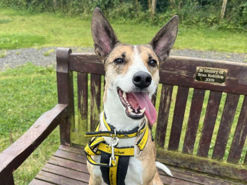 Little Gem | Whippet | Ballymena (Northern Ireland) - 1