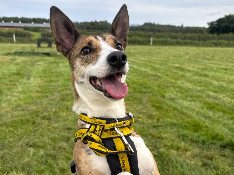 Little Gem | Whippet | Ballymena (Northern Ireland) - 5