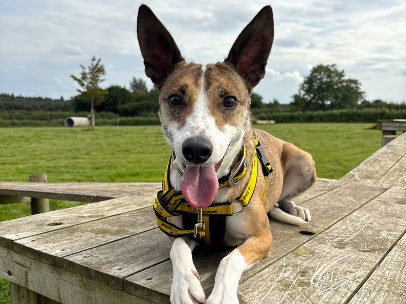 Little Gem | Whippet | Ballymena (Northern Ireland) - 1