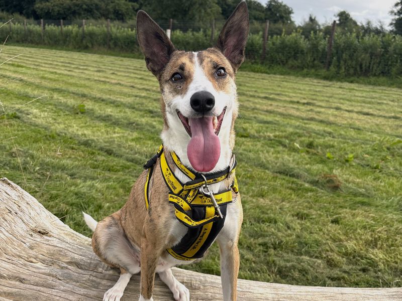 Little Gem | Whippet | Ballymena (Northern Ireland) - 7