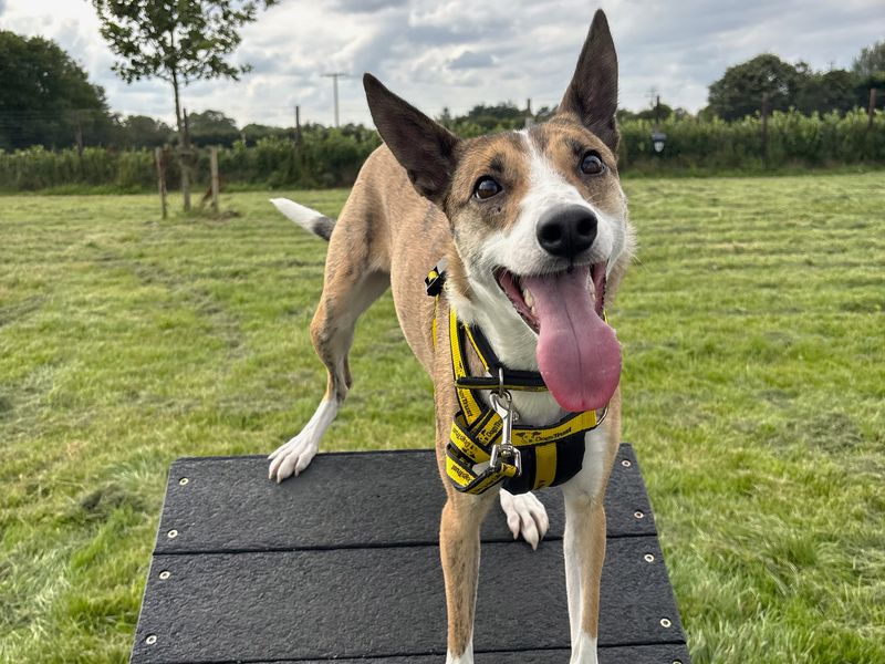 Little Gem | Whippet | Ballymena (Northern Ireland) - 4