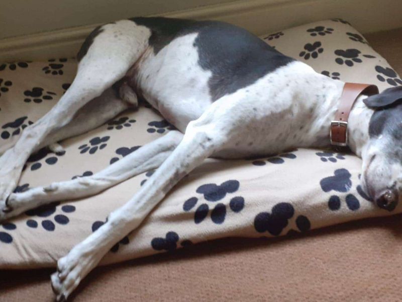 Leo | Lurcher Cross | Loughborough - 1
