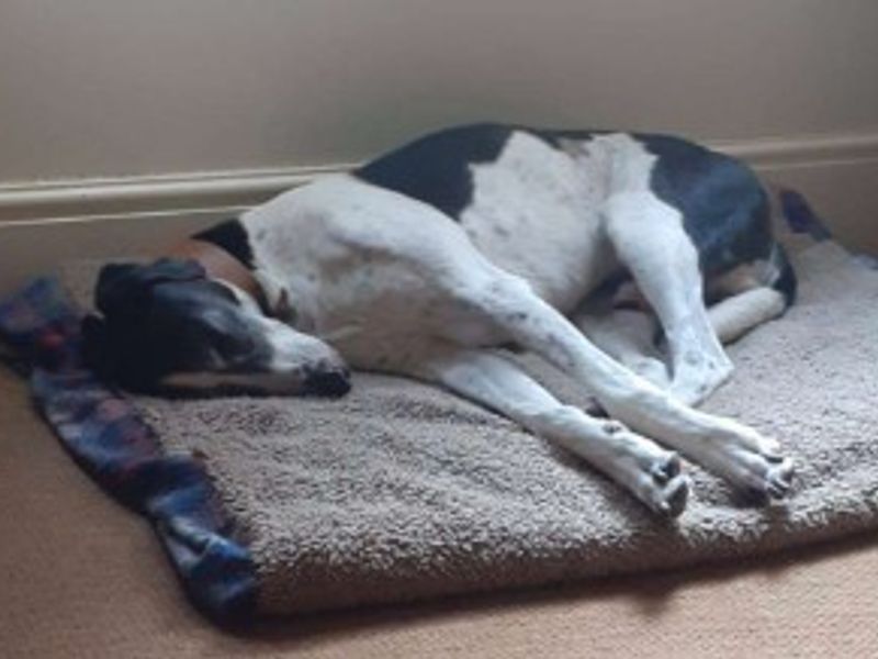 Leo | Lurcher Cross | Loughborough - 2