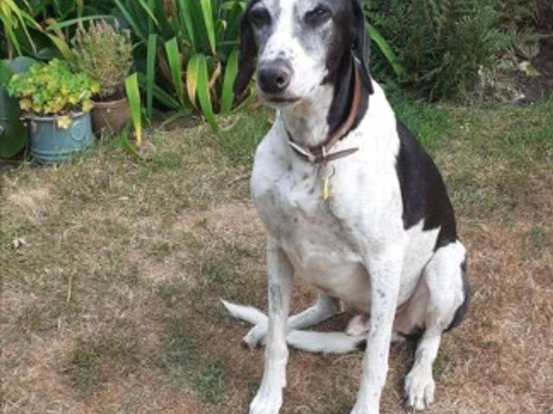 Leo | Lurcher Cross | Loughborough - 4