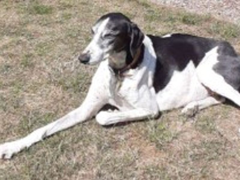 Leo | Lurcher Cross | Loughborough - 6