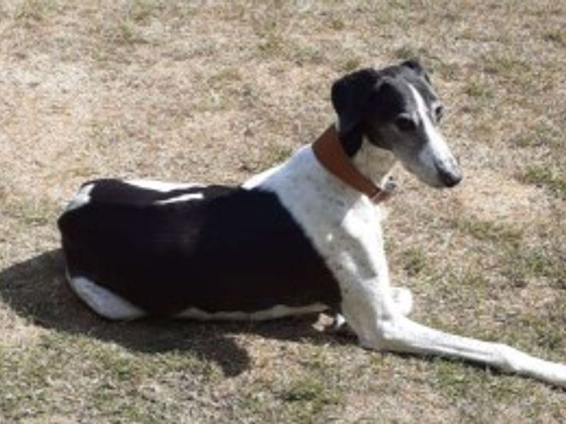 Leo | Lurcher Cross | Loughborough - 3