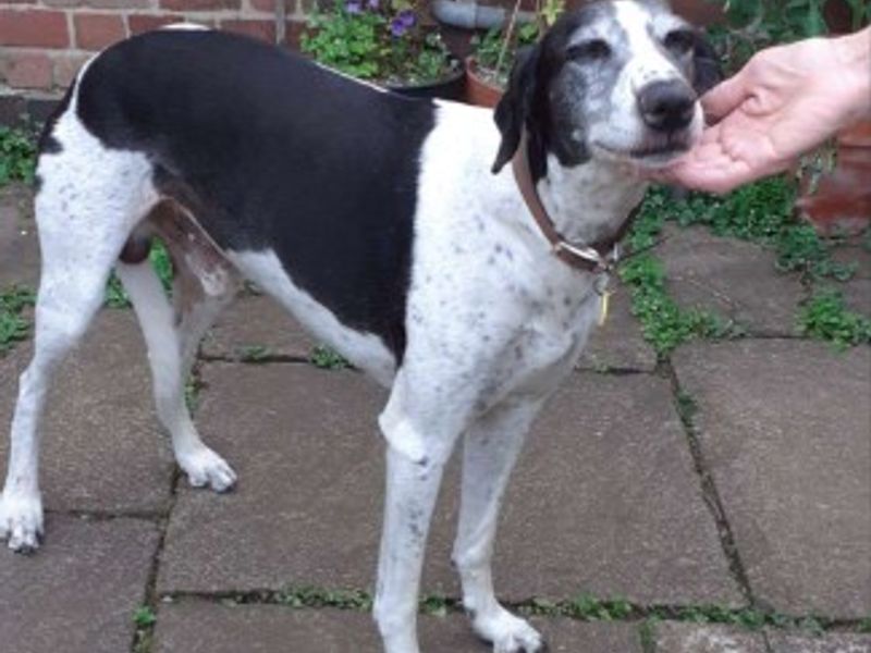 Leo | Lurcher Cross | Loughborough - 5