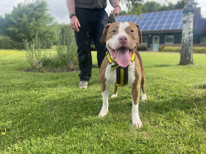 American Bulldog Dogs And Puppies For Adoption