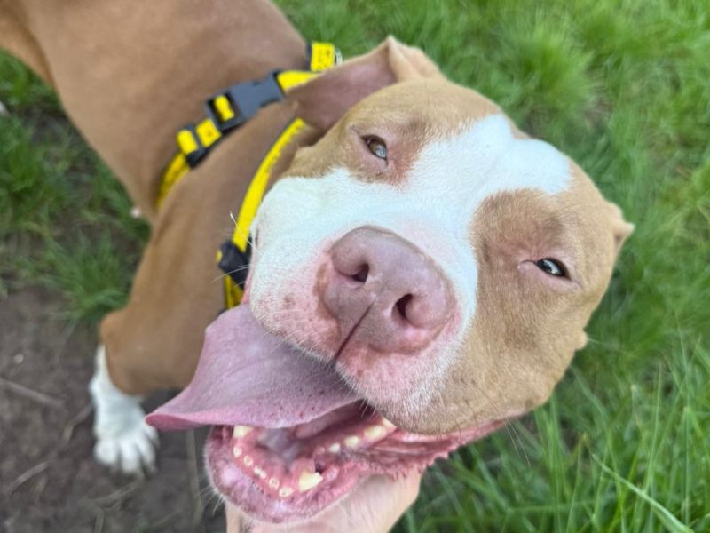 undefined | American Bulldog Cross | undefined - 2