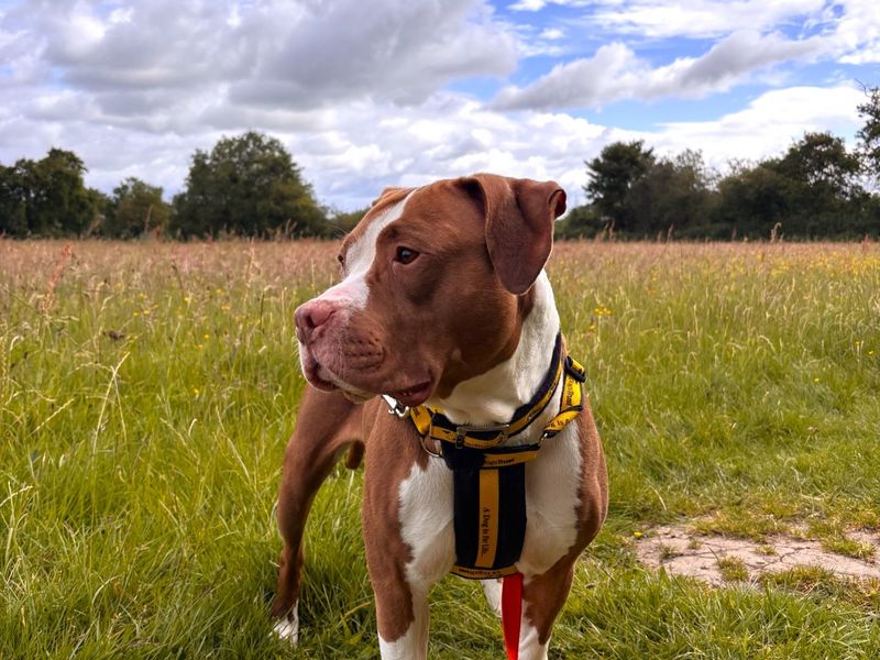 undefined | American Bulldog Cross | undefined - 5