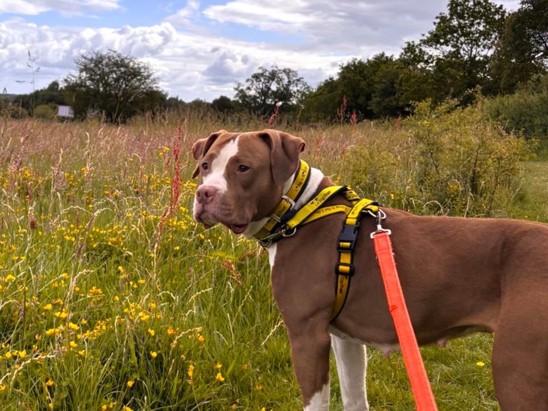 undefined | American Bulldog Cross | undefined - 3