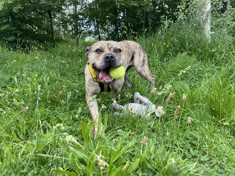 Maggie - Image 5 of 5