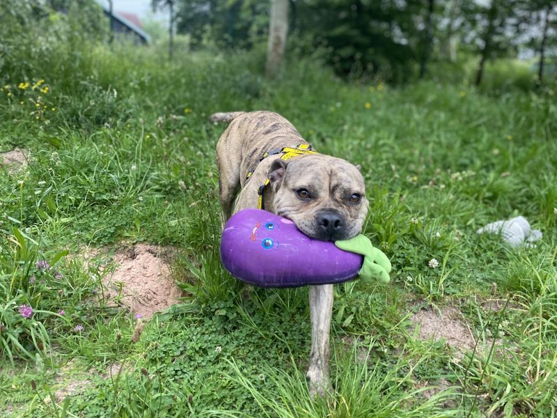 Staffordshire Bull Terrier Dogs And Puppies For Adoption