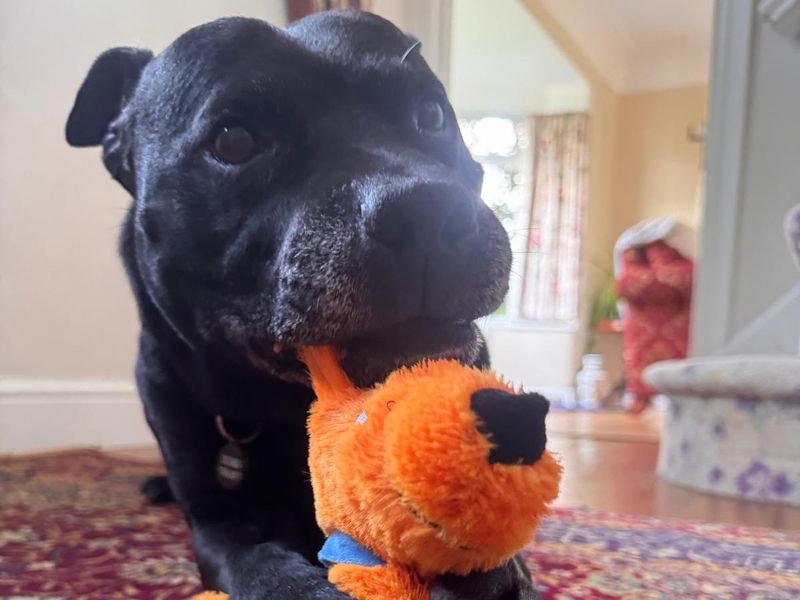 Arnie | Terrier (Staffordshire Bull) | Shrewsbury (Shropshire) - 1