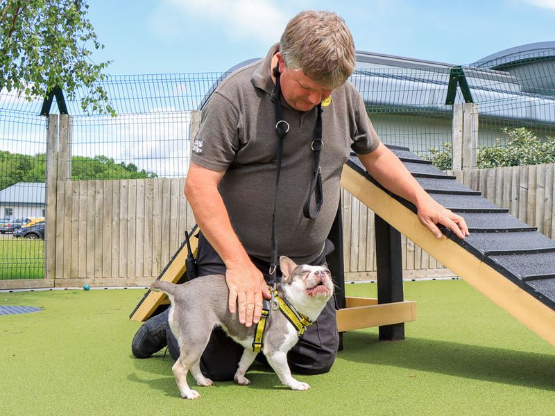 Marble | French Bulldog Cross | Evesham (Worcestershire) - 6