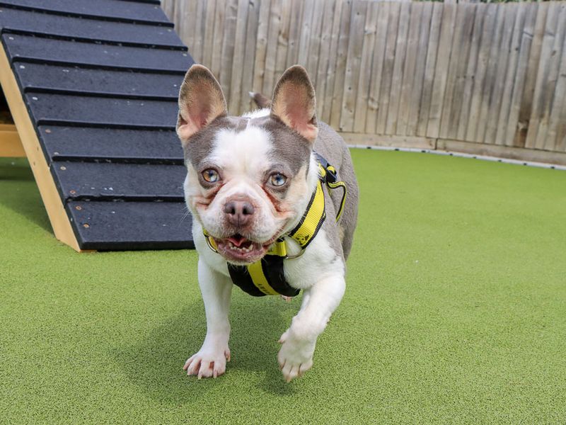Marble | French Bulldog Cross | Evesham (Worcestershire) - 7