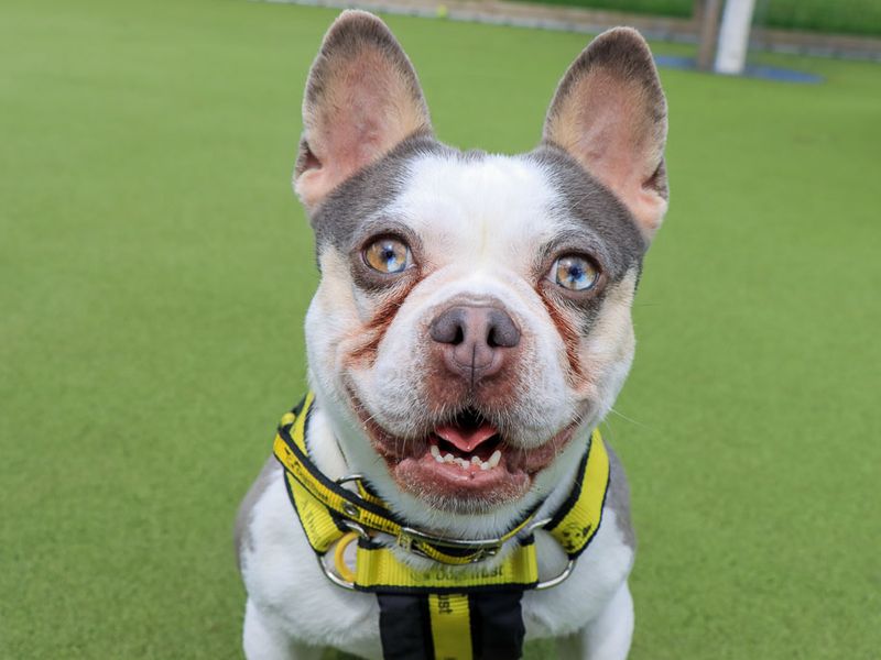 Marble | French Bulldog Cross | Evesham (Worcestershire) - 8