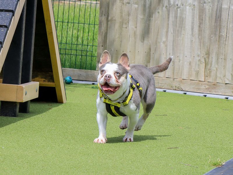 Marble | French Bulldog Cross | Evesham (Worcestershire) - 3