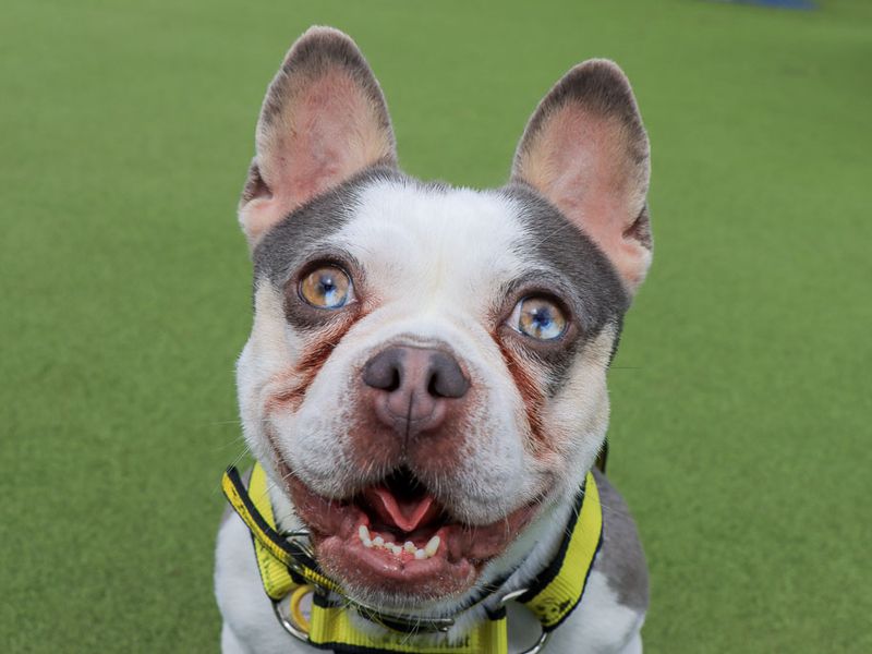 Marble | French Bulldog Cross | Evesham (Worcestershire) - 1