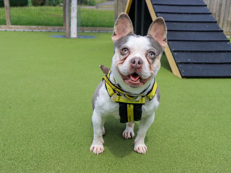 Marble | French Bulldog Cross | Evesham (Worcestershire) - 4
