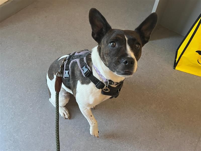 Lola | Terrier (Jack Russell) Cross | Cardiff - 3