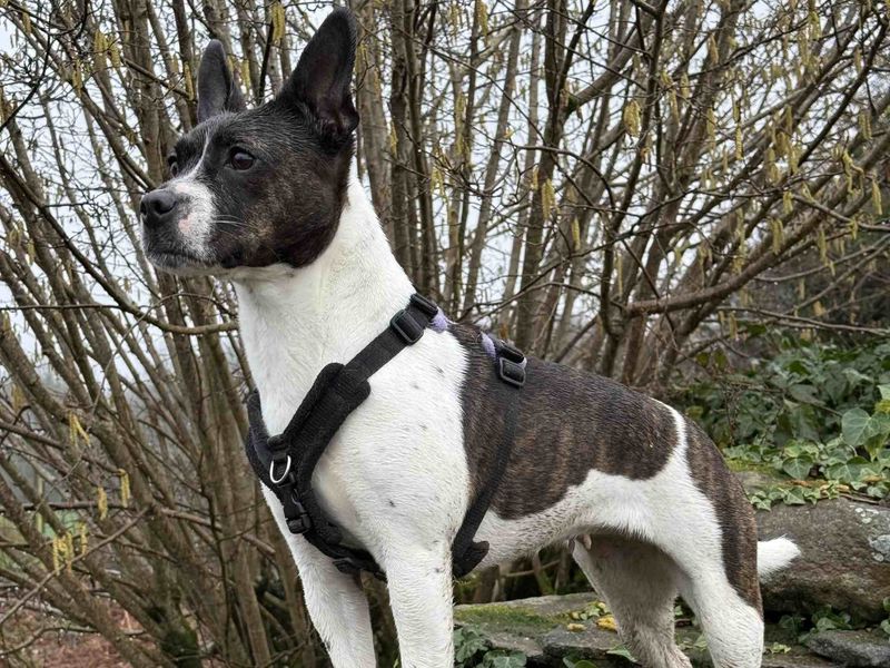 Lola | Terrier (Jack Russell) Cross | Cardiff - 1