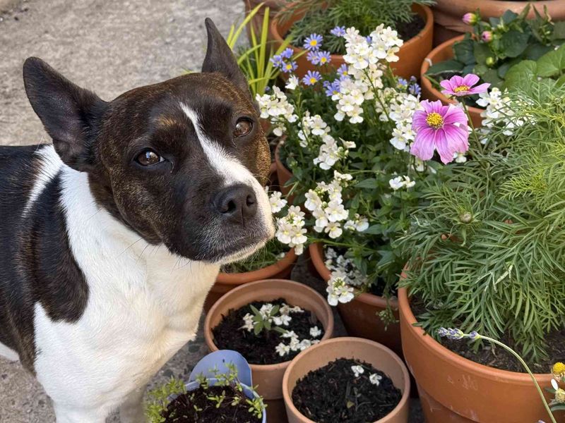 Lola | Terrier (Jack Russell) Cross | Cardiff - 8