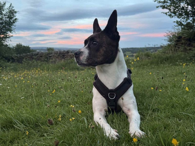 Lola | Terrier (Jack Russell) Cross | Cardiff - 5