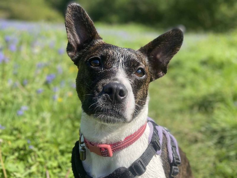 Lola | Terrier (Jack Russell) Cross | Cardiff - 7
