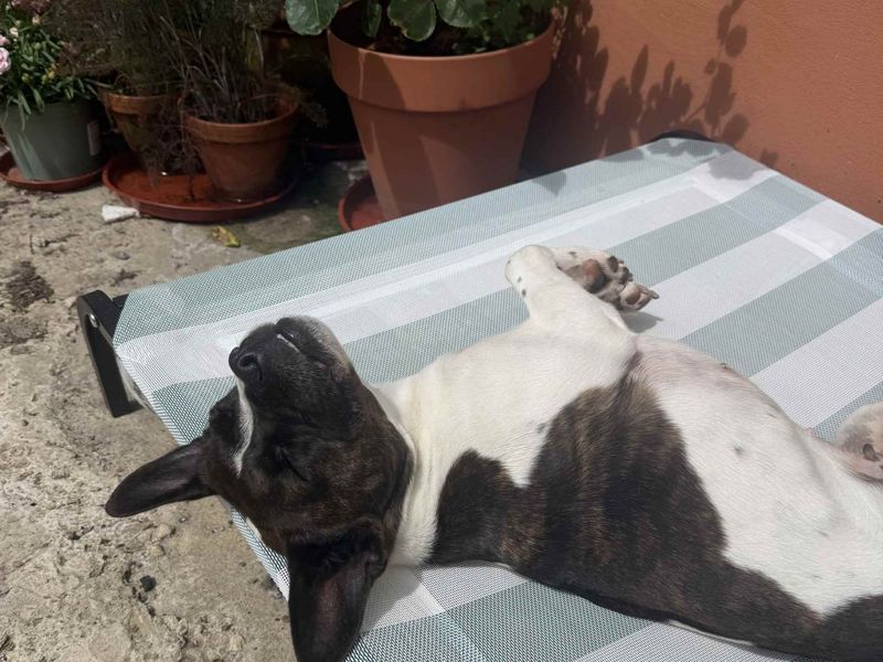 Lola | Terrier (Jack Russell) Cross | Cardiff - 6