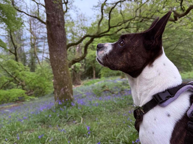 Lola | Terrier (Jack Russell) Cross | Cardiff - 2