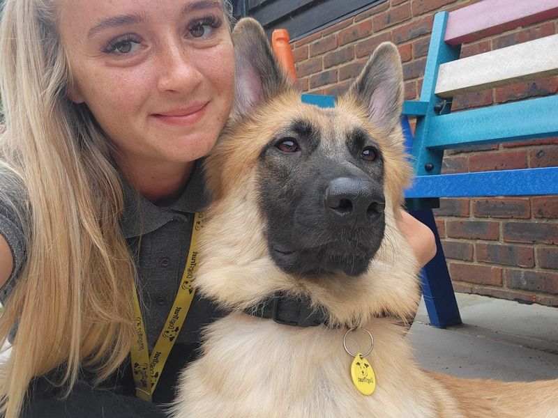 Mae | German Shepherd Dog Cross | Canterbury - 3