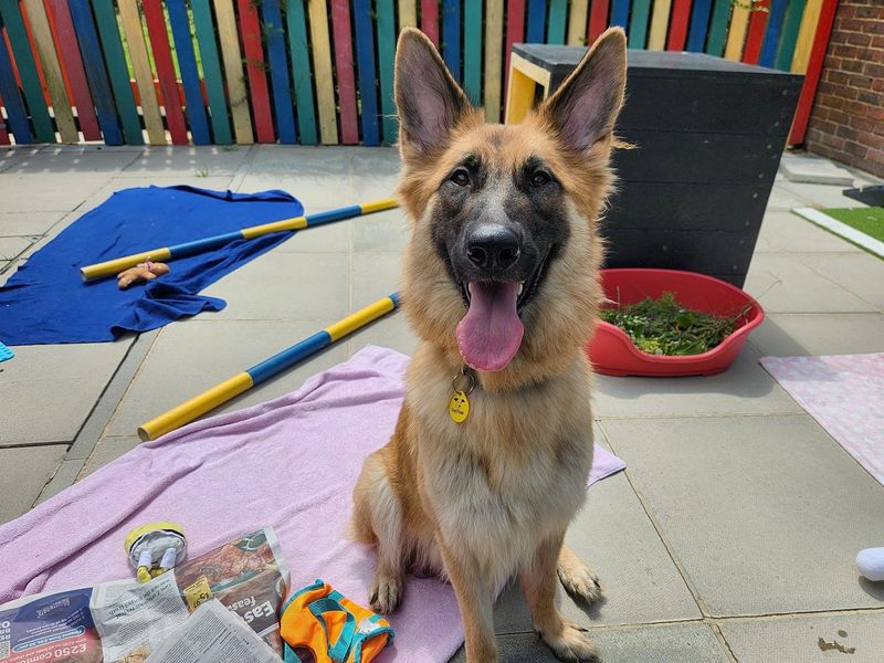 Mae | German Shepherd Dog Cross | Canterbury - 2
