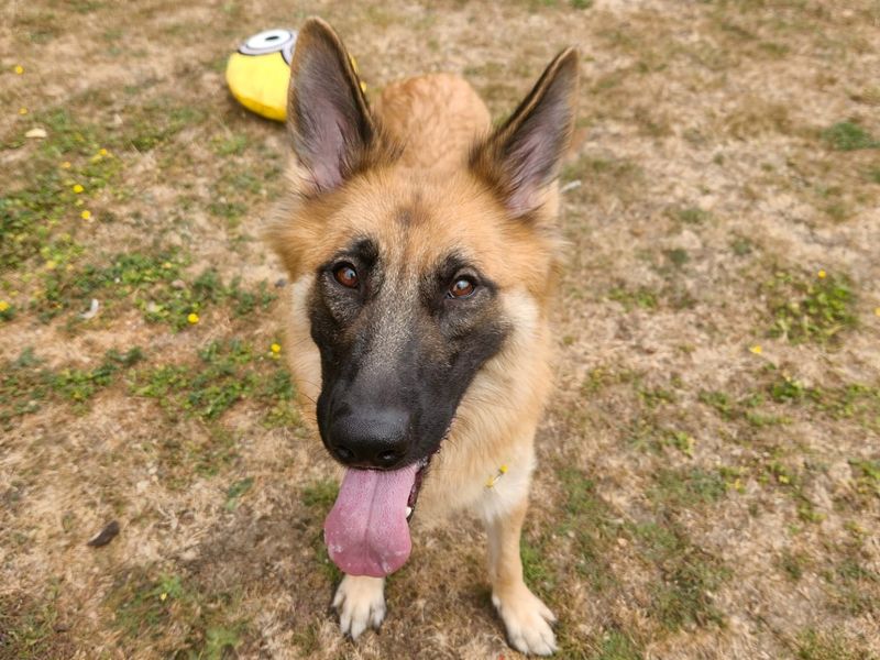 Mae | German Shepherd Dog Cross | Canterbury - 4