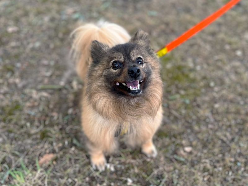 Lunar | Pomeranian | Canterbury - 3