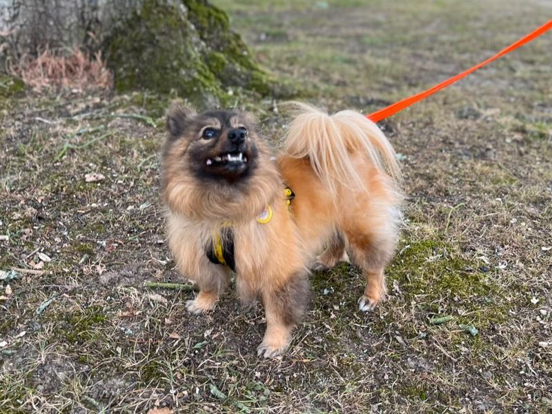 Lunar | Pomeranian | Canterbury - 2