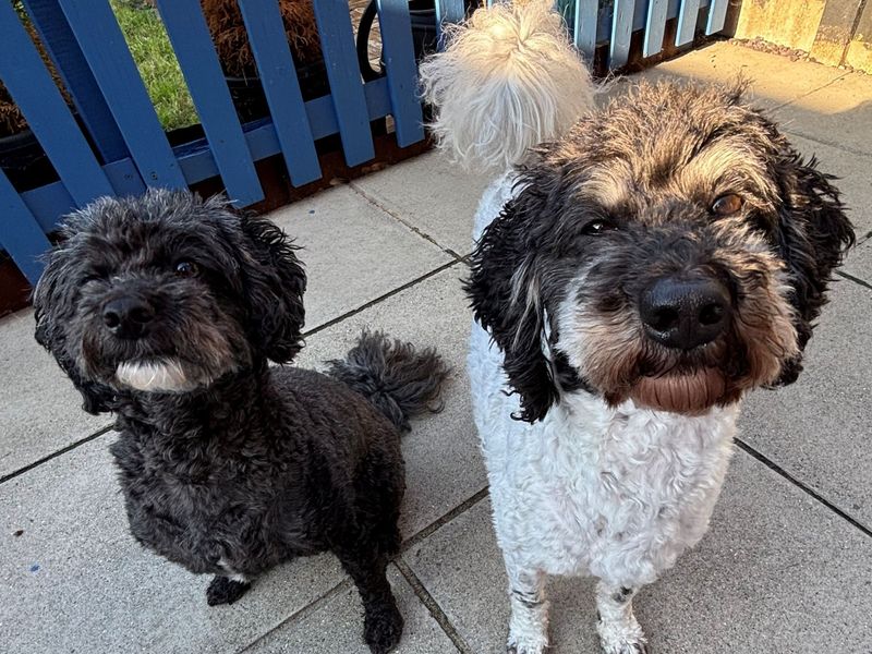 undefined | Lhasa Apso Cross | undefined - 2